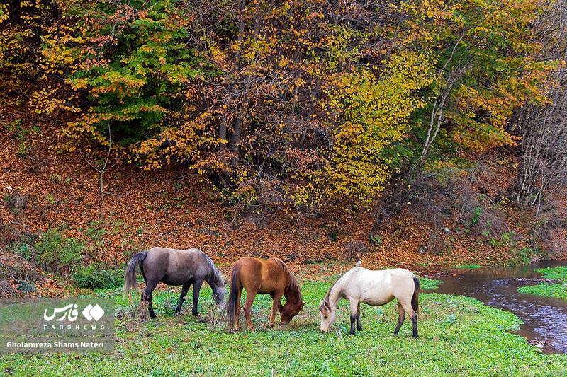 عکس / سمفونی رنگ‌های پاییزی در کوهستان چالوس