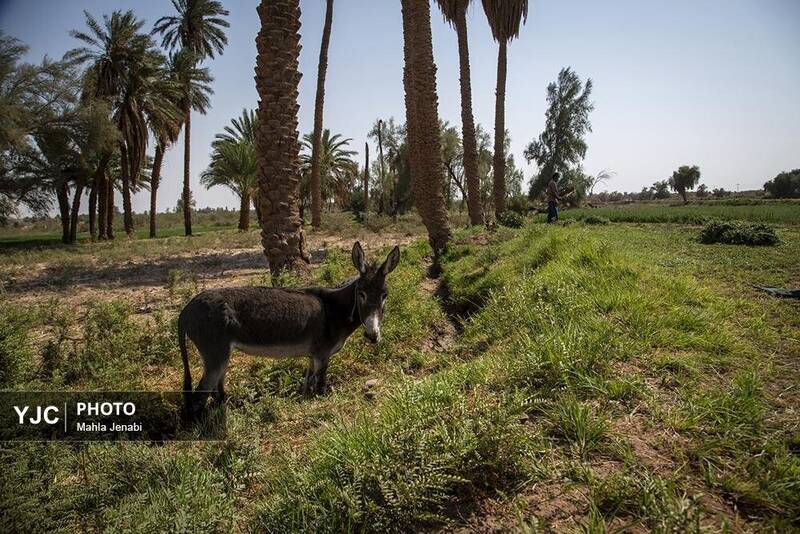 عکس/ این روستای دورافتاده ایرانی، روستای برتر سال ۲۰۲۵ شد