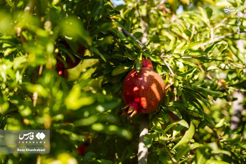 عکس / جشنواره انار نمهیل 11
