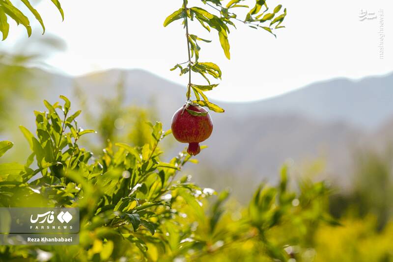 عکس / جشنواره انار نمهیل