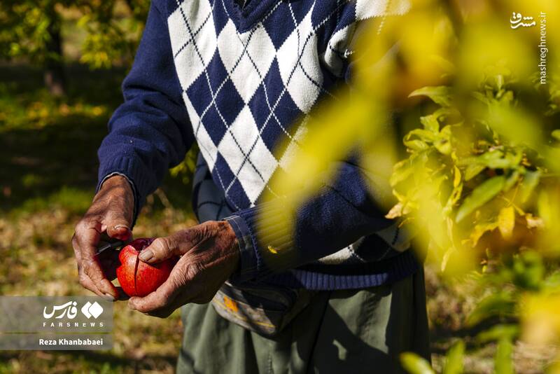 عکس / جشنواره انار نمهیل 10