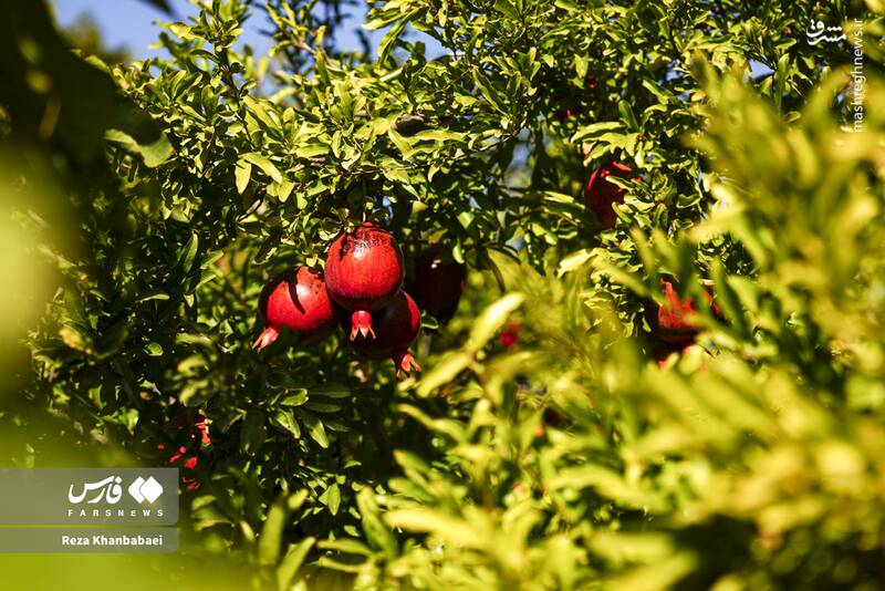 عکس / جشنواره انار نمهیل 9