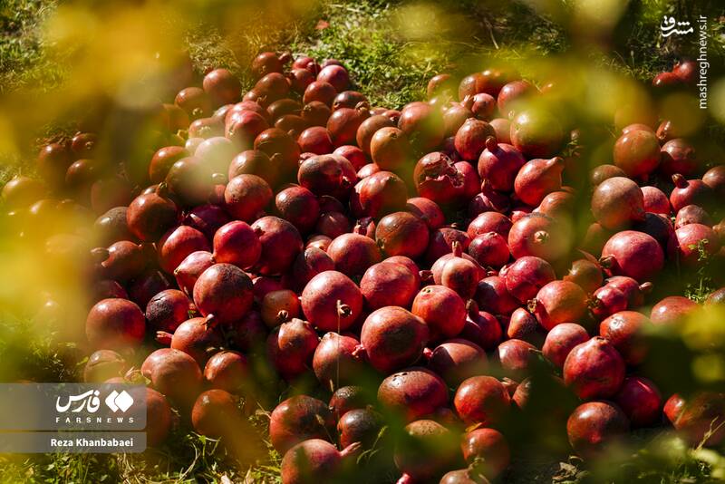 عکس / جشنواره انار نمهیل 14