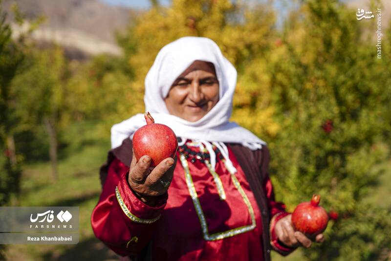 عکس / جشنواره انار نمهیل 8