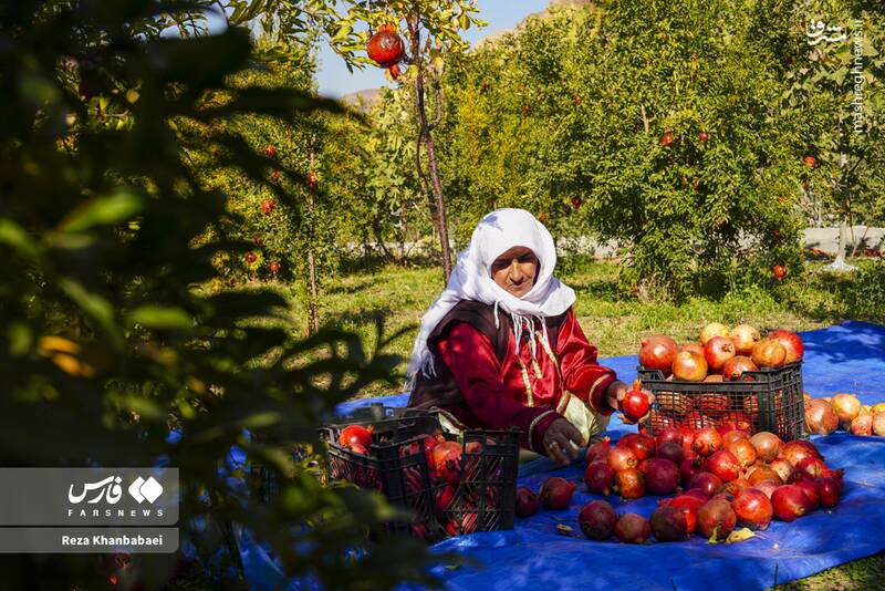 عکس / جشنواره انار نمهیل 13