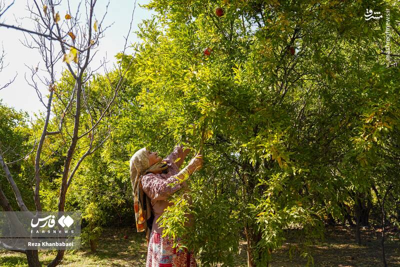 عکس / جشنواره انار نمهیل 7