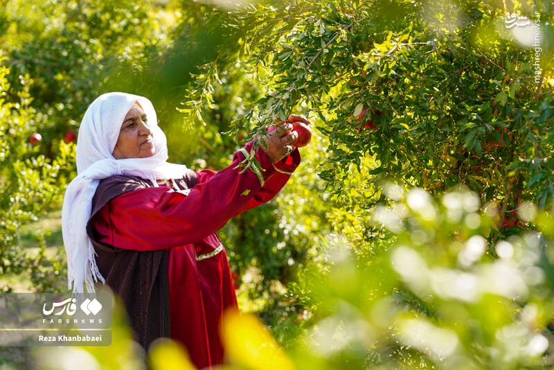 عکس / جشنواره انار نمهیل 6
