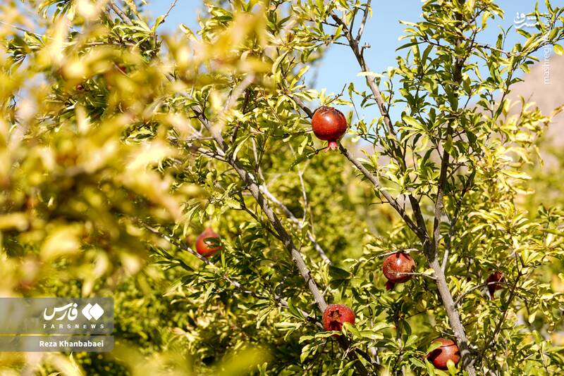 عکس / جشنواره انار نمهیل 5