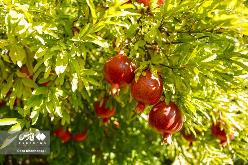 عکس / جشنواره انار نمهیل 2