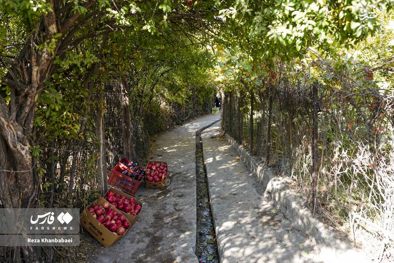 عکس / جشنواره انار نمهیل 12
