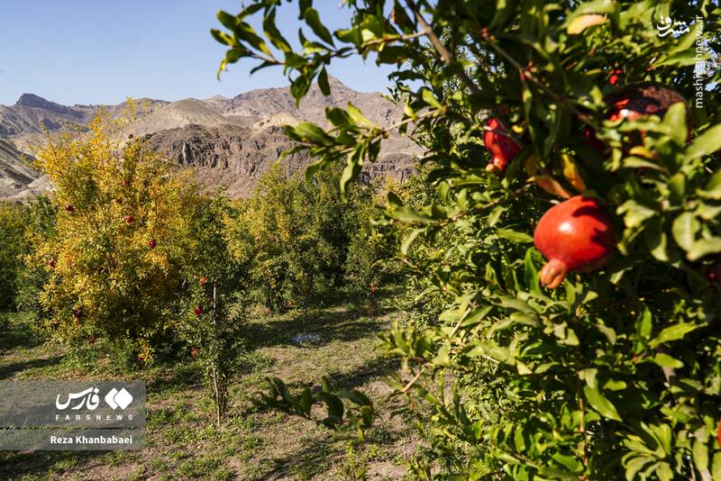 عکس / جشنواره انار نمهیل 3