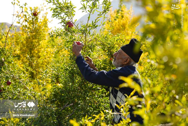 عکس / جشنواره انار نمهیل 4
