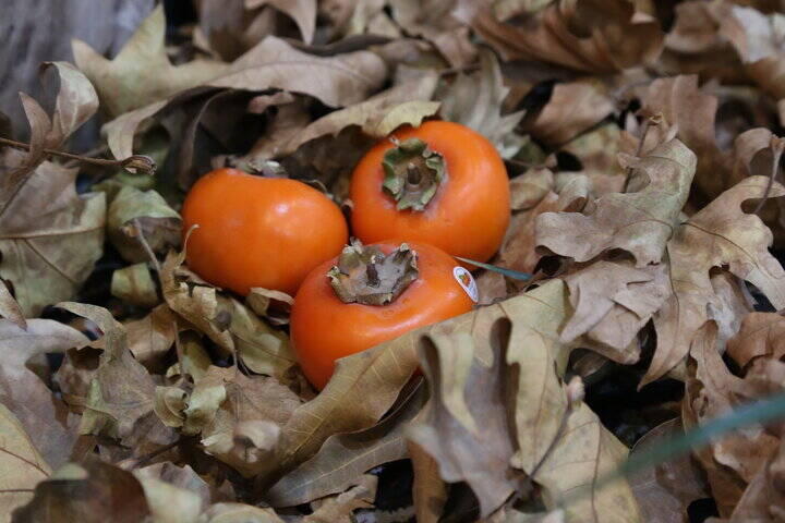 میوه‌ای خوش‌رنگ اما دو چهره‌ای! 2