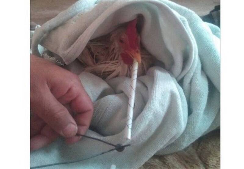 گوشتي،طيور،مخدر،علمي،ميشود،دامپزشكي،خوراك،مرغ،تغذيه