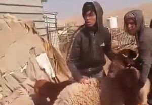 دزدی دام‌های فلسطینی توسط تروریست‌های شهرک نشین