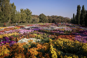 عکس / جشنواره گل‌های داوودی