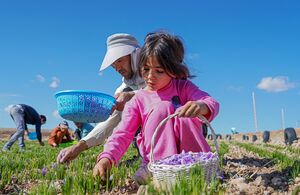 عکس/ برداشت طلای سرخ در لرستان