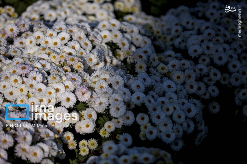 عکس / جشنواره گل‌های داوودی 15