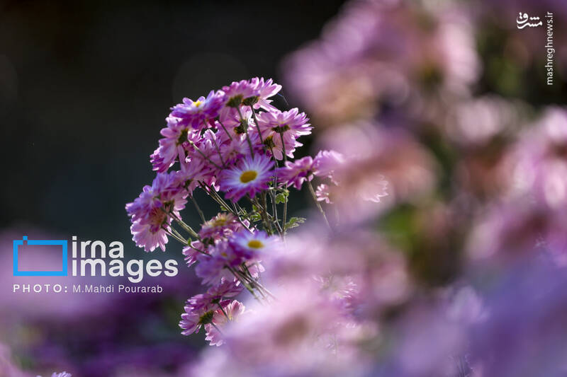 عکس / جشنواره گل‌های داوودی 26