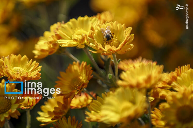 عکس / جشنواره گل‌های داوودی 25