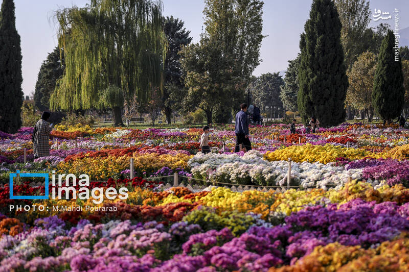 عکس / جشنواره گل‌های داوودی 24