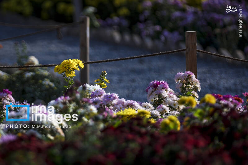 عکس / جشنواره گل‌های داوودی 23