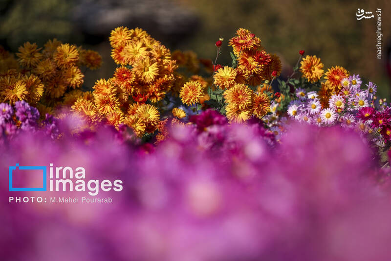 عکس / جشنواره گل‌های داوودی 2
