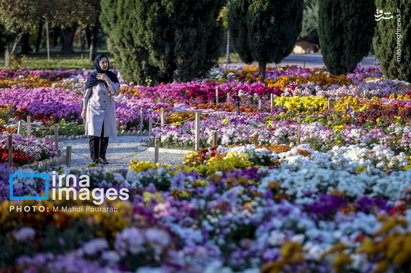 عکس / جشنواره گل‌های داوودی 16
