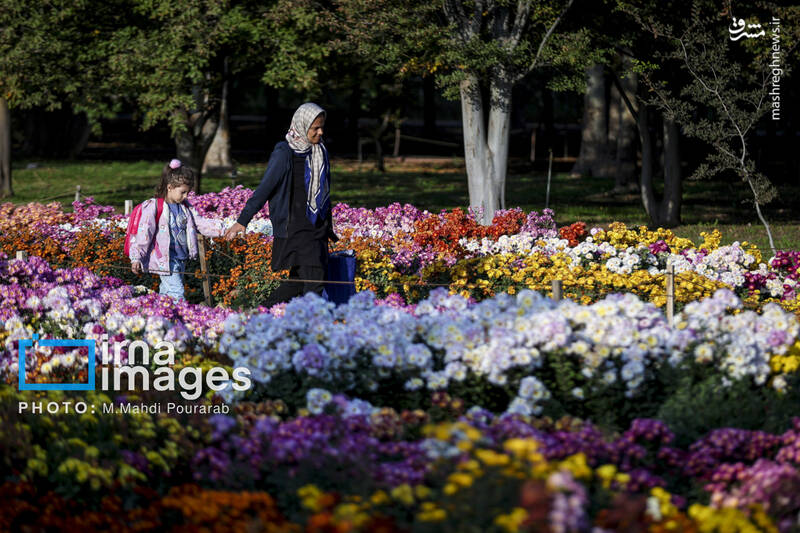 عکس / جشنواره گل‌های داوودی 13