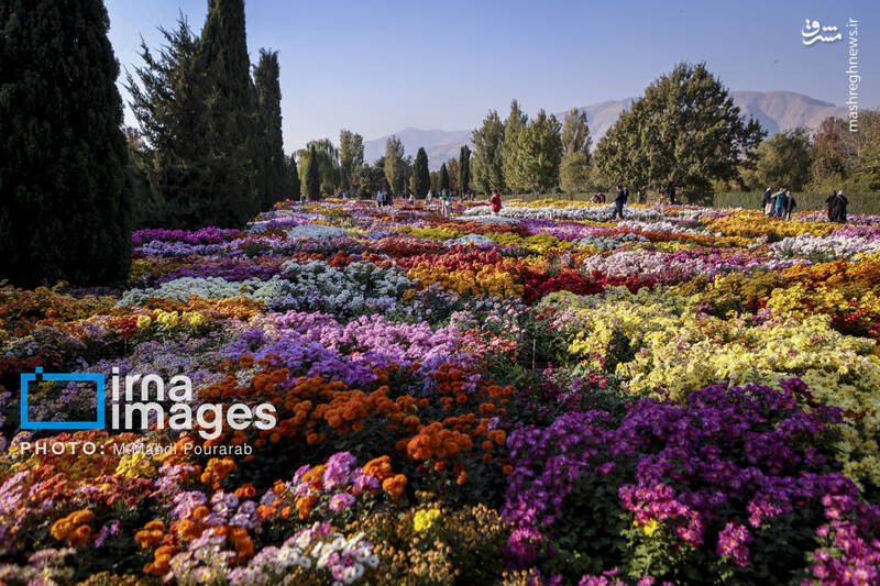 عکس / جشنواره گل‌های داوودی 12