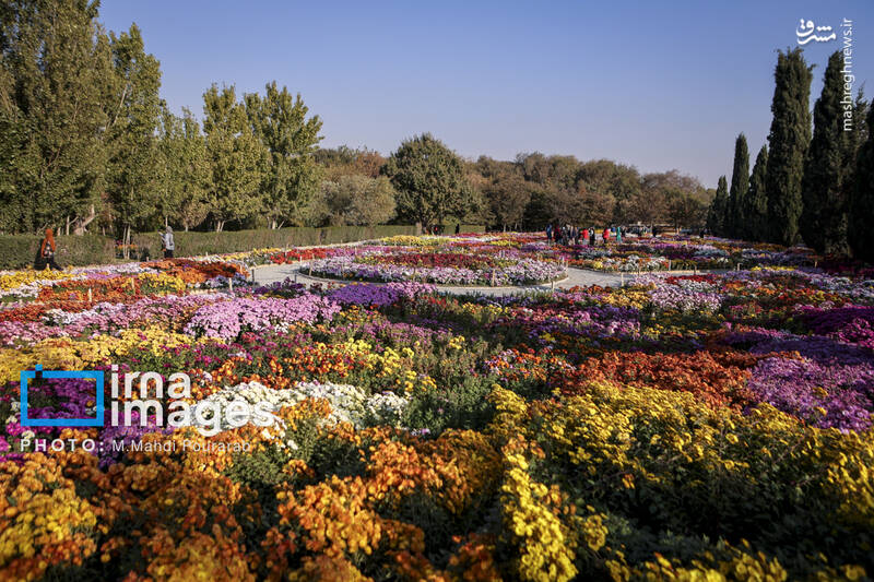 عکس / جشنواره گل‌های داوودی 11