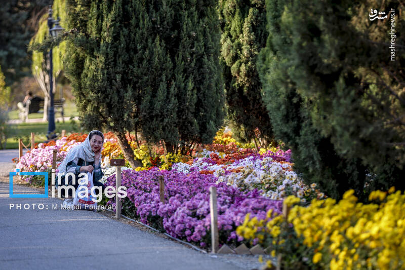 عکس / جشنواره گل‌های داوودی 10