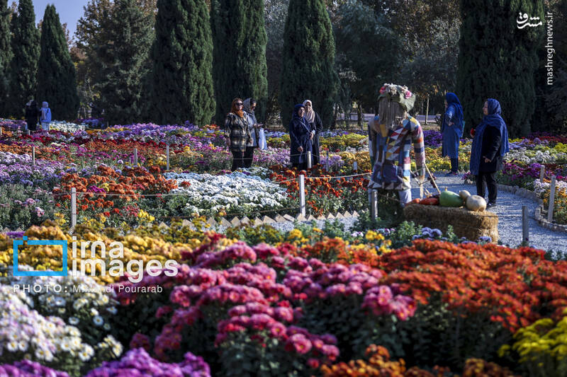 عکس / جشنواره گل‌های داوودی 9