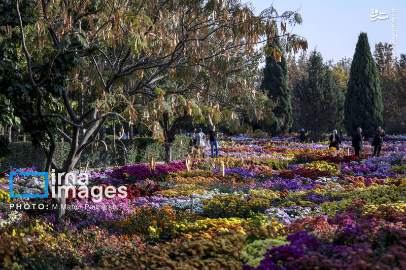 عکس / جشنواره گل‌های داوودی 8