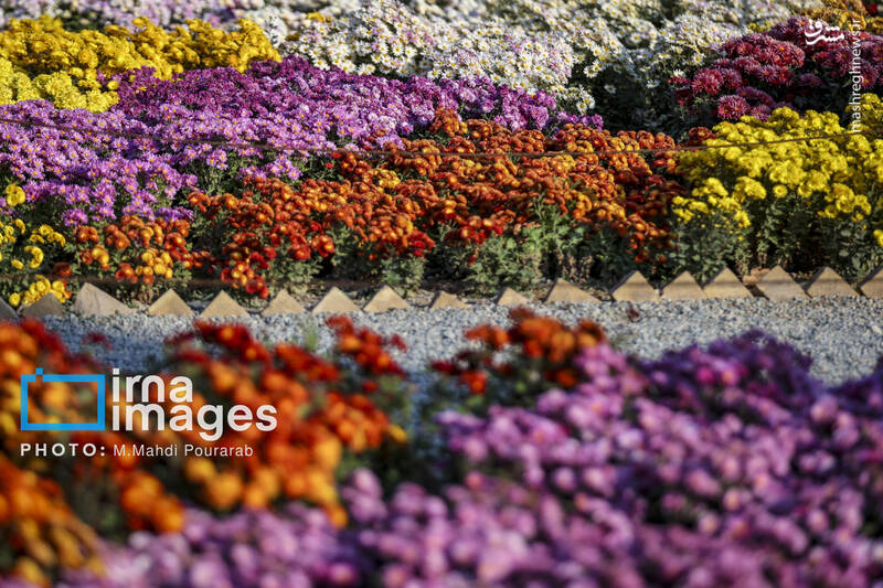 عکس / جشنواره گل‌های داوودی 3