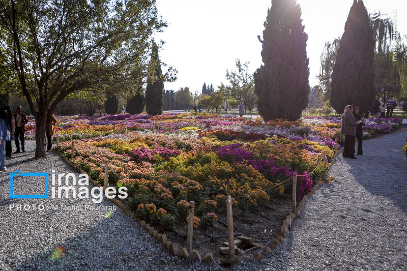 عکس / جشنواره گل‌های داوودی 6