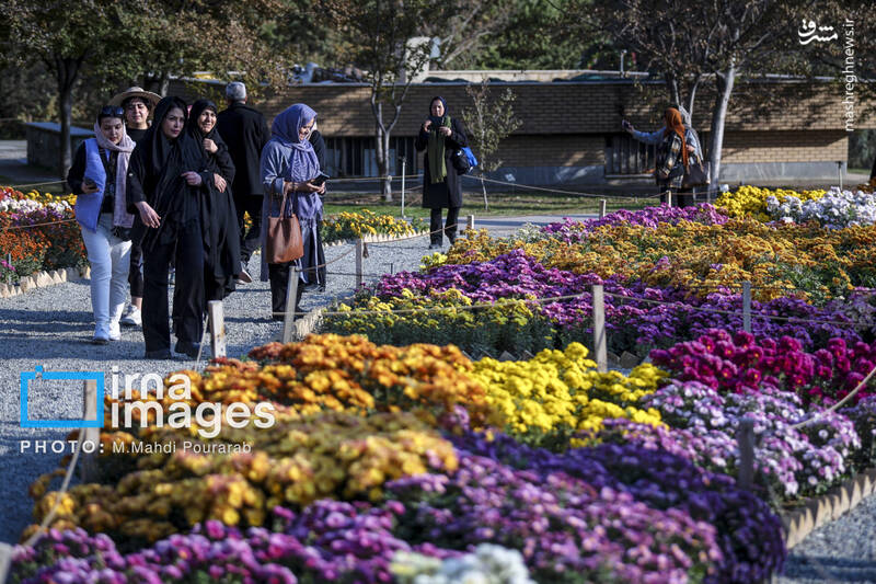 عکس / جشنواره گل‌های داوودی 5