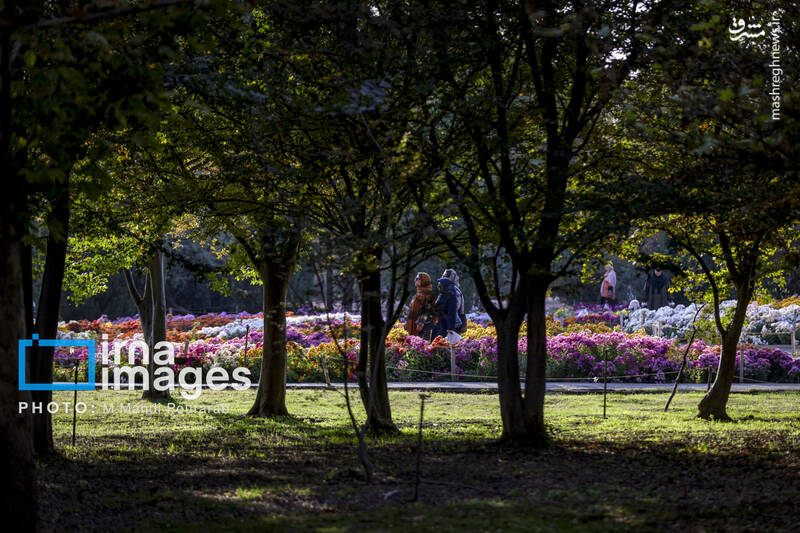 عکس / جشنواره گل‌های داوودی 4