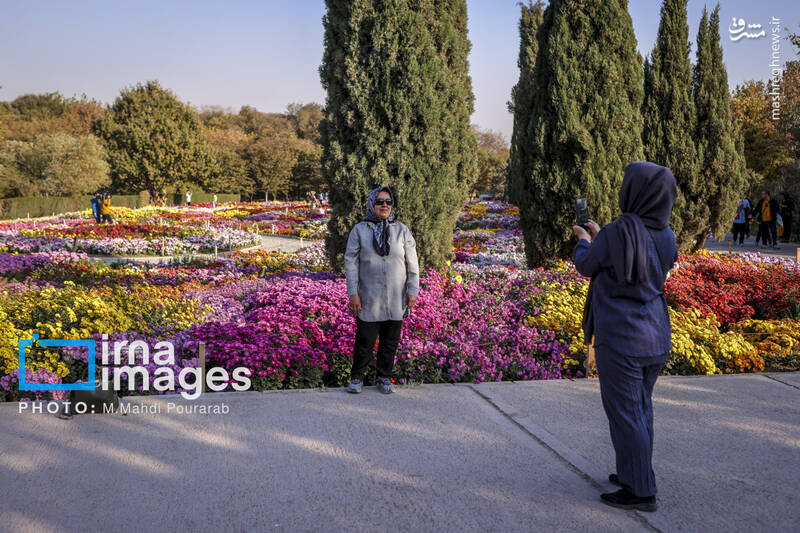 عکس / جشنواره گل‌های داوودی 19