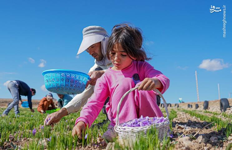 زعفران،سرد