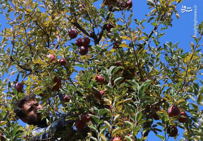 سيب،مراغه،هكتار