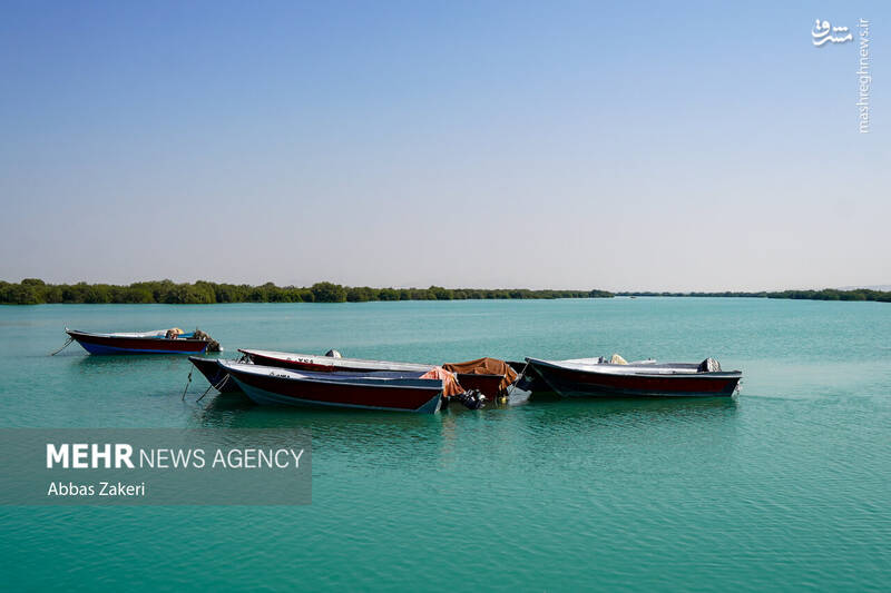 عکس/ جنگل حرا؛ شگفتی سبز قشم