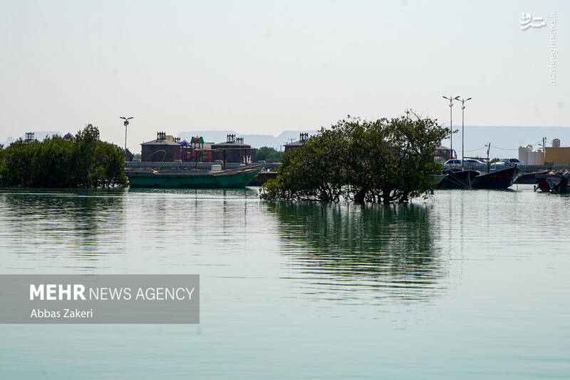 عکس/ جنگل حرا؛ شگفتی سبز قشم