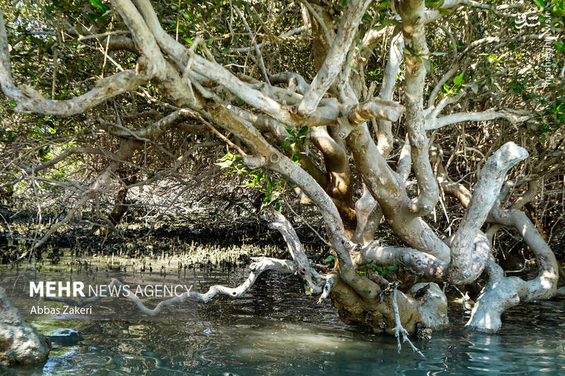 عکس/ جنگل حرا؛ شگفتی سبز قشم