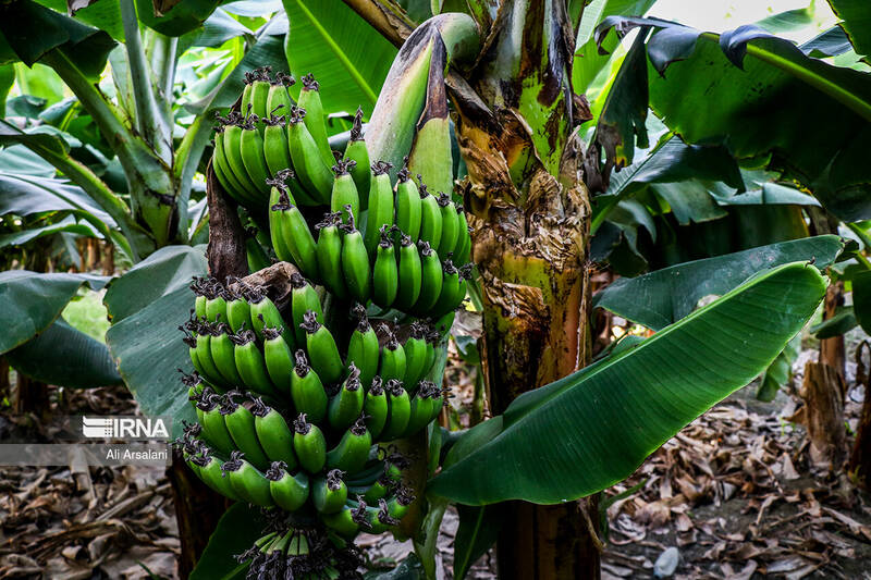 ارزش،تن،دلار،واردات