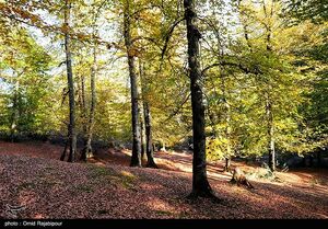 شگفتی طبیعت گیلان؛ بالاتر از ابرها