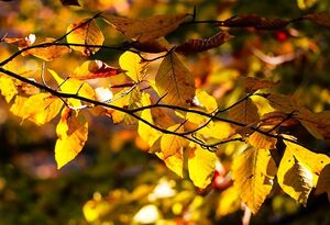 عکس/ طبیعت پاییزی گیلان