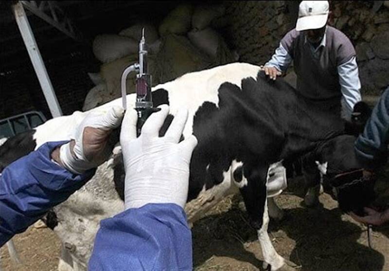 بيماري،استان،فارس،برفكي،تب،دامپزشكي،واكسيناسيون،دامي،دام،مدي ...