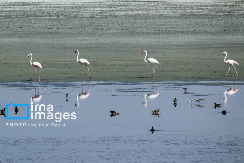 باشگاه،حفاظت،استقلال،سازمان،كشور،محيط،منابع،زيستي،مسئوليت،ور ...