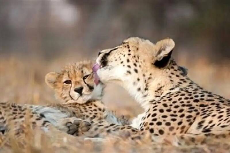 زادآوري،يوز،توران،يوزپلنگ